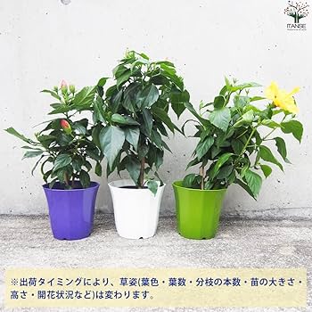 Amazon.co.jp: 北欧生まれのインドア・ハイビスカス サニーシティー 色